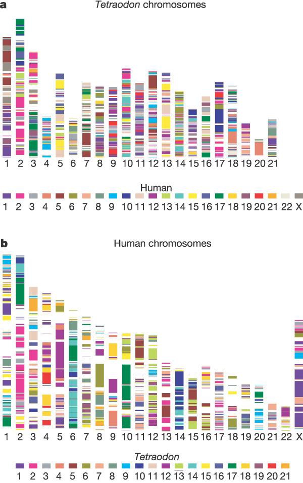 Human Genome